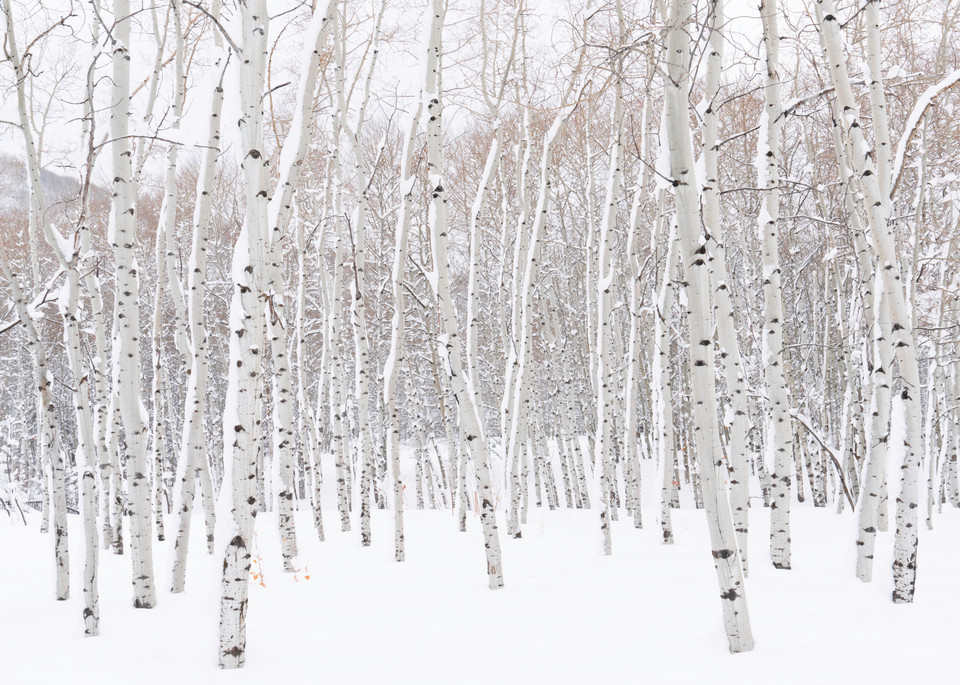 A fine art photograph of aspen trees in the snow by Mia DelCasino.
