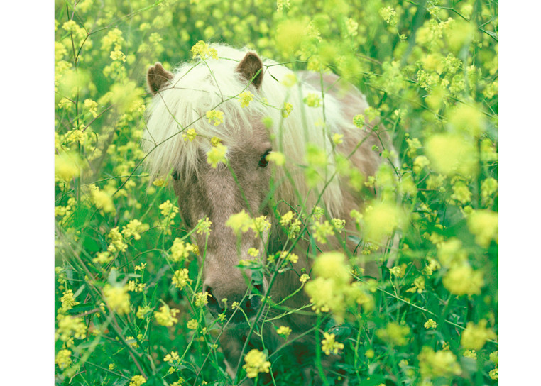 Pony in The Poppies