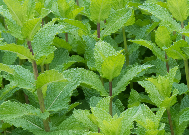 Garden Fresh Herbs for Mint Juleps | Garden Photography