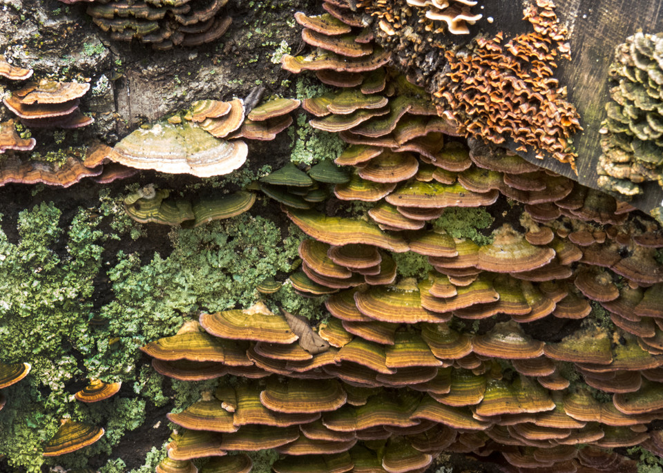 Creepy and Cool Kentucky Fungi | Nature Photography