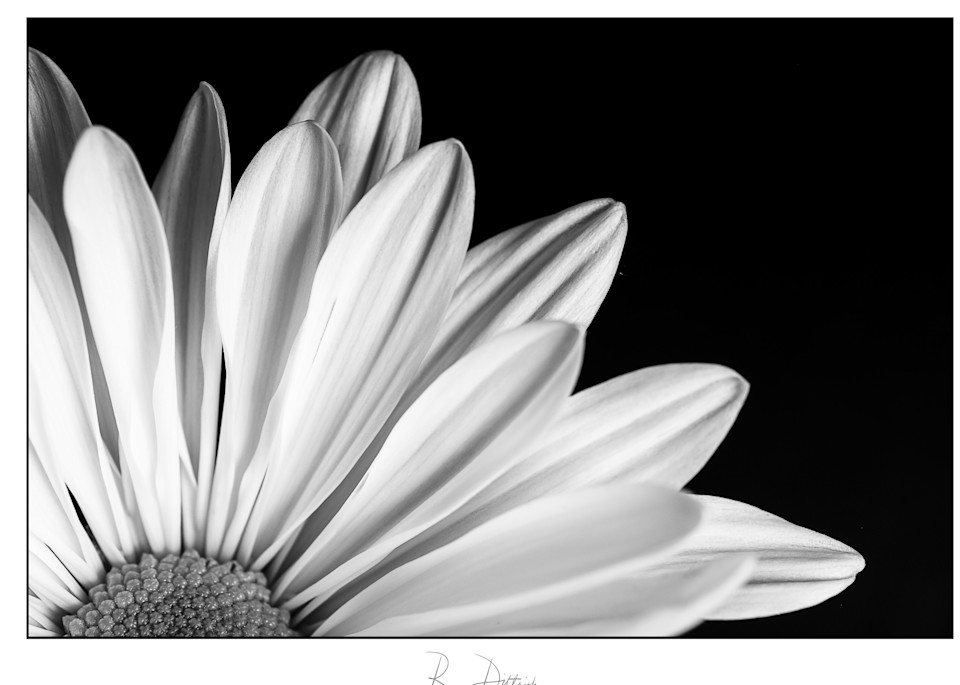 A black and white daisy print 