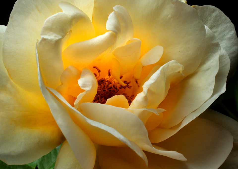 Yellow Rose Photography Art | Rick Gardner Photography