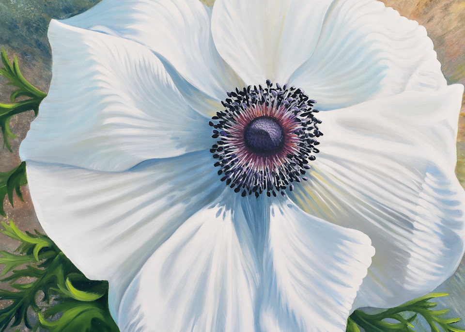 White Poppy Anemone  Art | Leanne Hanson Art
