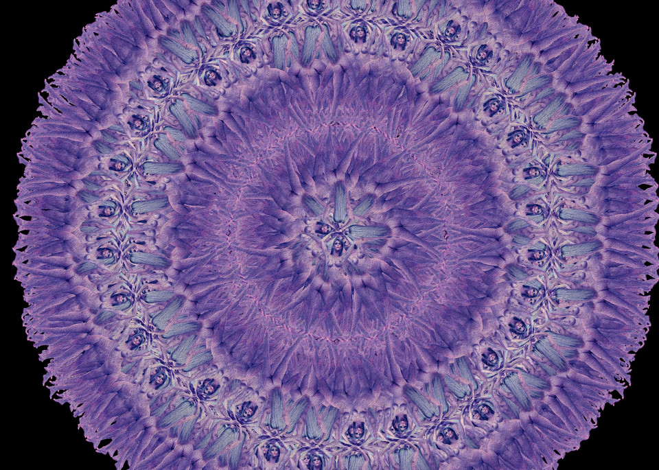 Purple Aster Ii Art | geometricphotographica