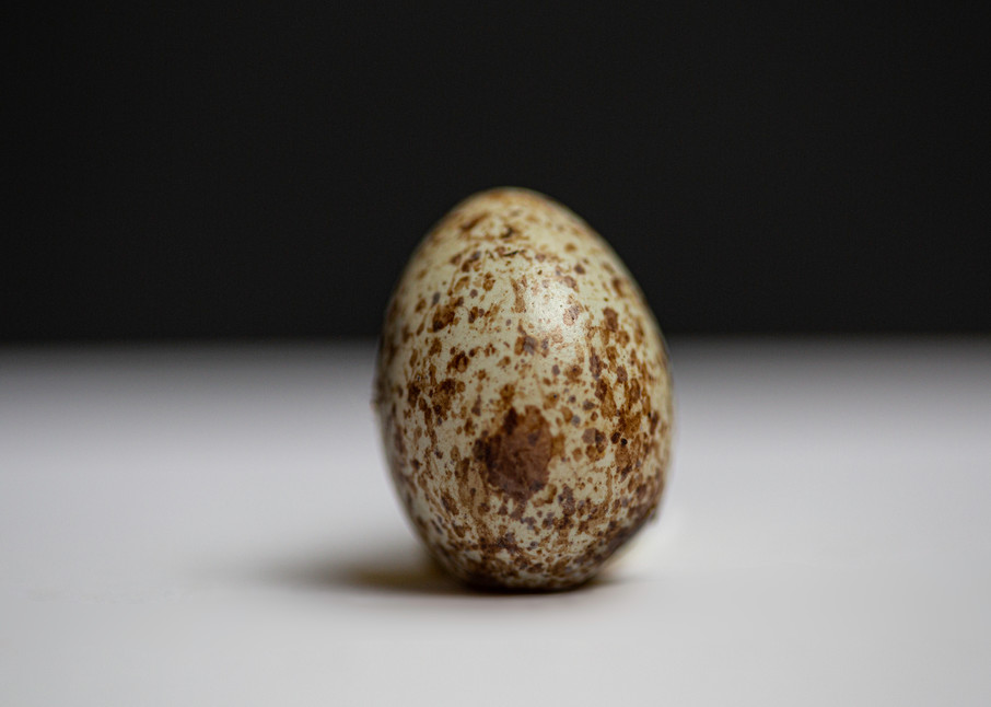Northern Cardinal Egg Photography Art | Nathan Larson Photography