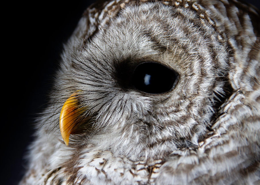 Owl Portrait Photography Art | Nathan Larson Photography