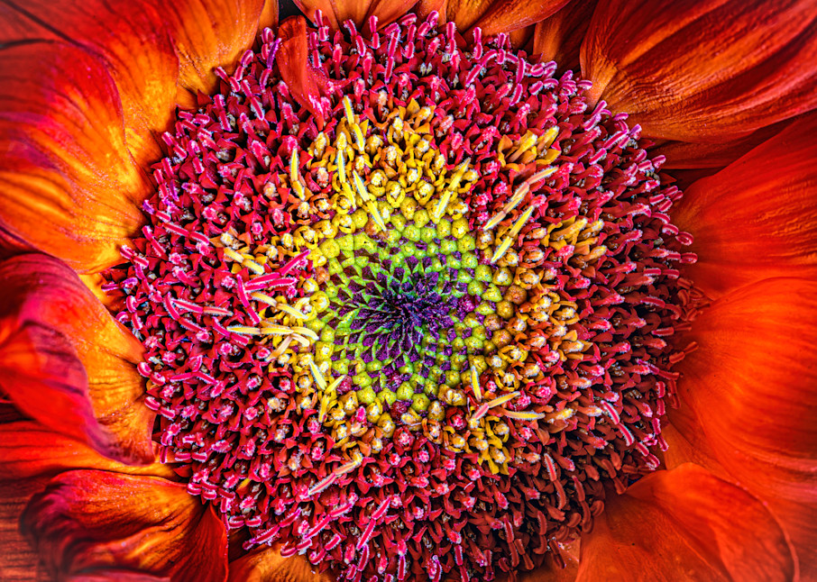 The Texture of a Flower