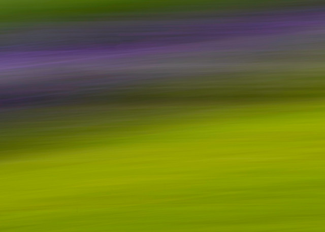 Lavender Gardens, 2021 Art | Ken Evans Fine Art Photography