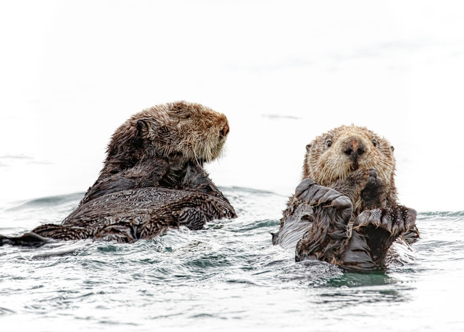 Spinning Time   Sea Otters 4004 High Key Photography Art | Koral Martin Fine Art Photography