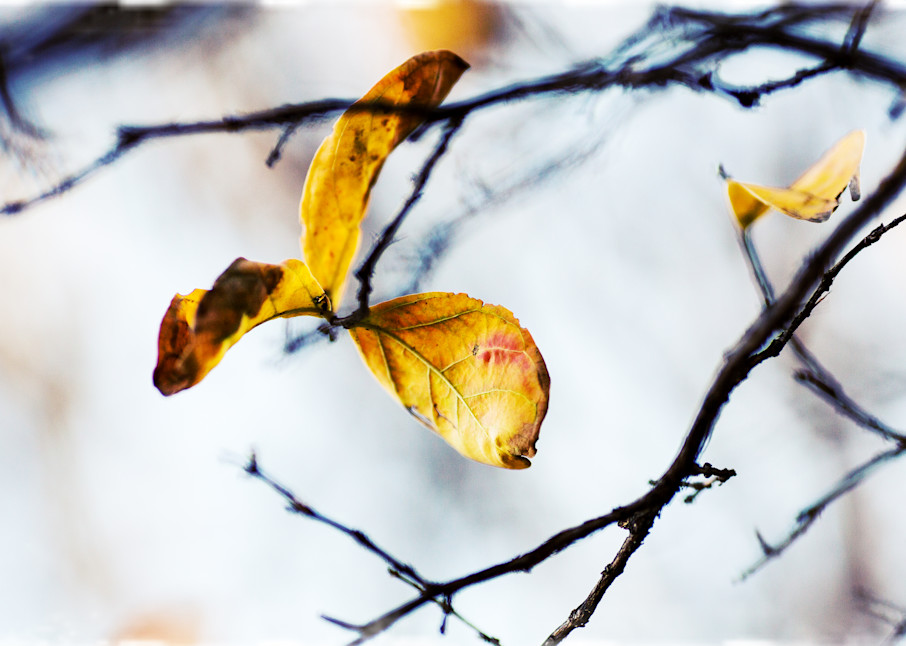 Cold Leaf Photography Art | TERESA BERG PHOTOGRAPHY