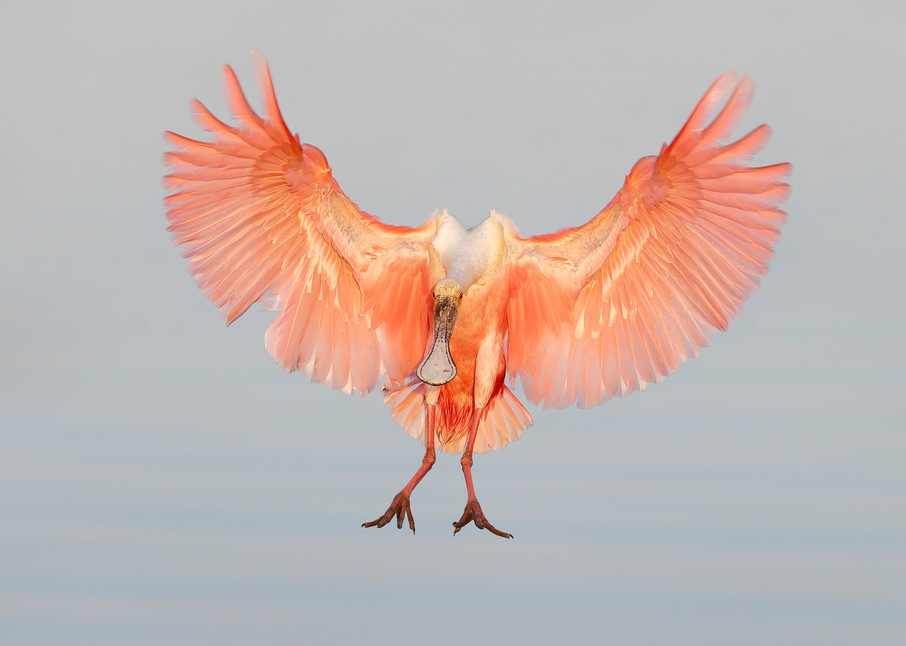 Roseate Spoonbill In Early Morning Light 74 I1486 Stick Marsh Fellsmere Florida Usa Photography Art | Clemens Vanderwerf Photography
