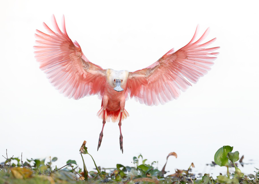 Roseate Spoonbill Landing Wings Up 74 I1394 Stick Marsh Fellsmere Florida Usa Photography Art | Clemens Vanderwerf Photography