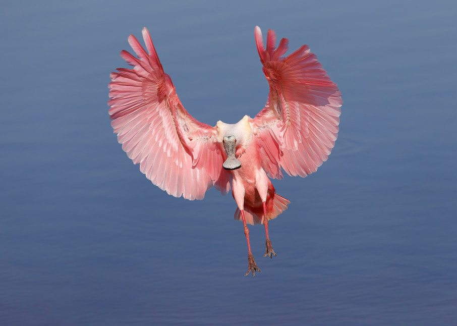 Roseate Spoonbill Landing With Blue Water Photography Art | Clemens Vanderwerf Photography