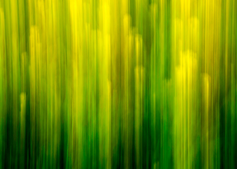 Dandelions Greens Art | Ken Evans Fine Art Photography