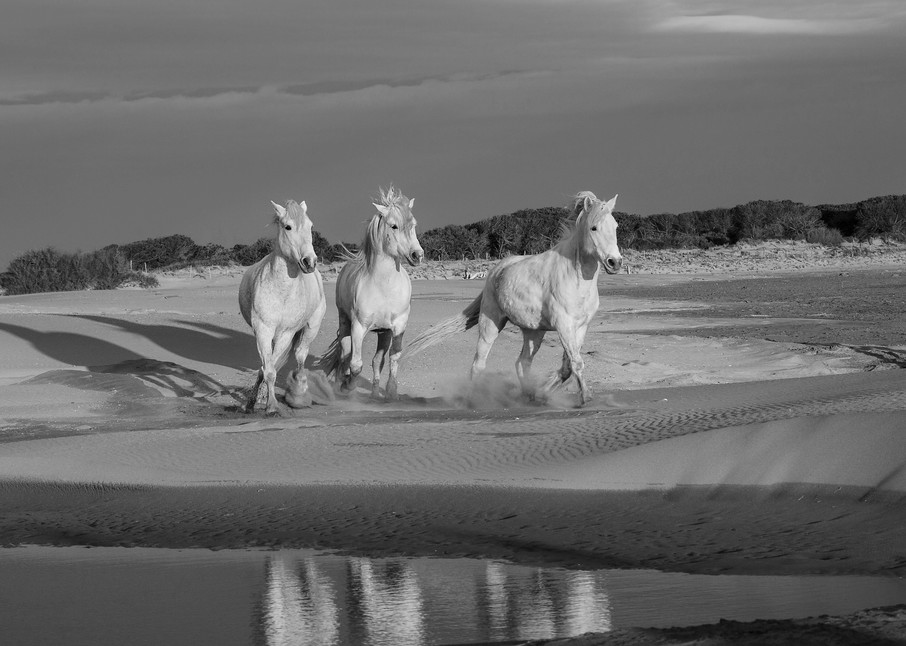 Trois-Amis, Three Friends, Horses of the Camargue | Nicki Geigert, Photographer