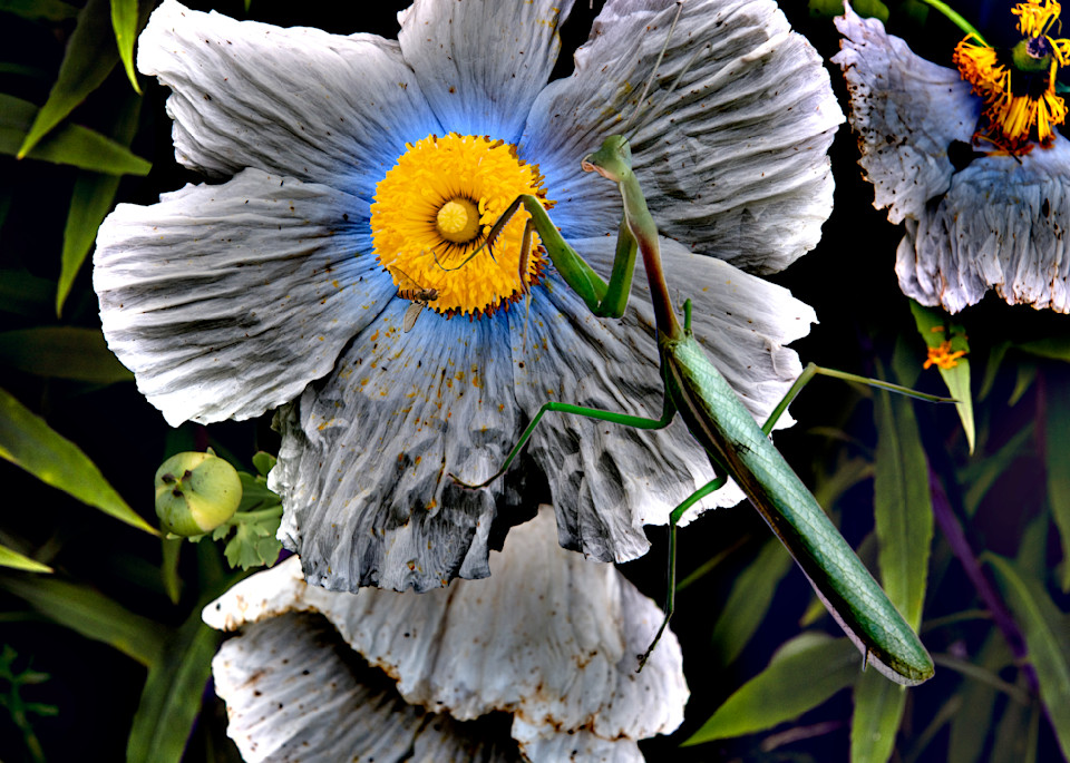 Icelandic Poppy Mantis Photography Art | Outwater Productions