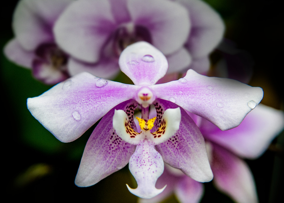 Orchids Photography Art | Outwater Productions