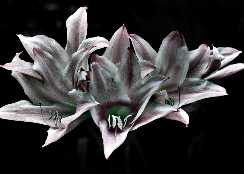 Pink Lillies Photography Art | Outwater Productions