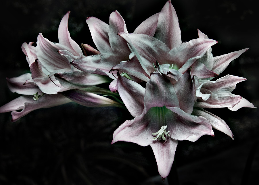 Pink Lillies Photography Art | Outwater Productions