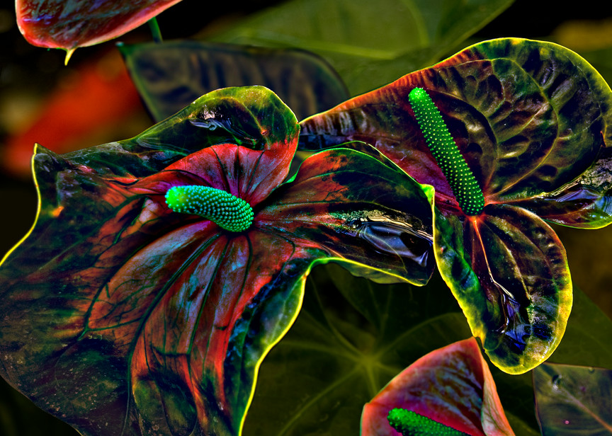Red Anthurium Photography Art | Outwater Productions