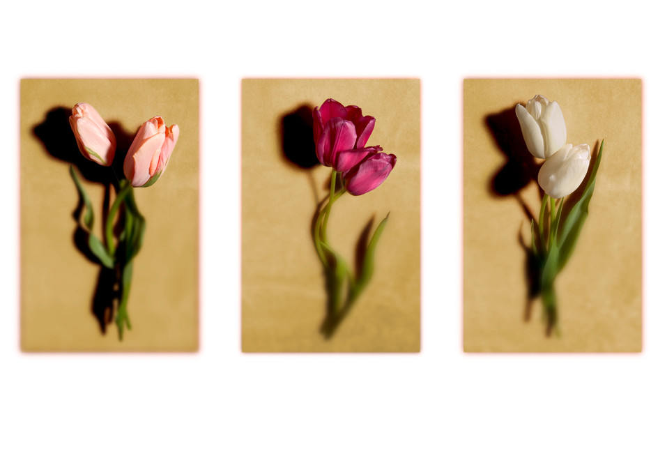 Tulip Print Photography Art | Outwater Productions