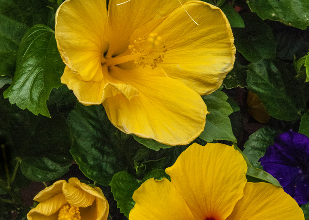 Yellow Hydrangia Photography Art | Outwater Productions