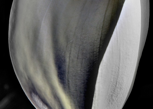 Cala Lily 1 Photography Art | Outwater Productions