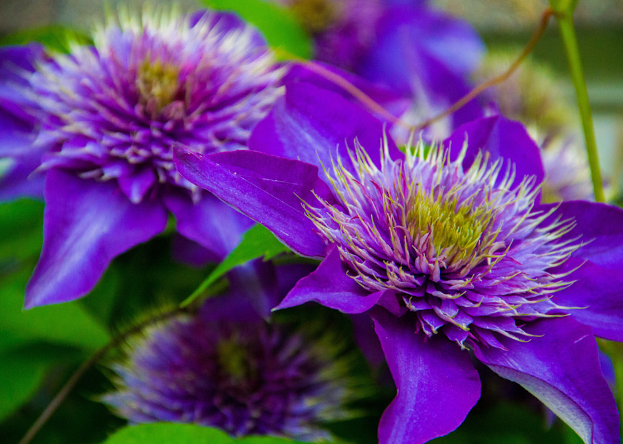 Multi Blue Clematis Photography Art | Lake LIfe Images
