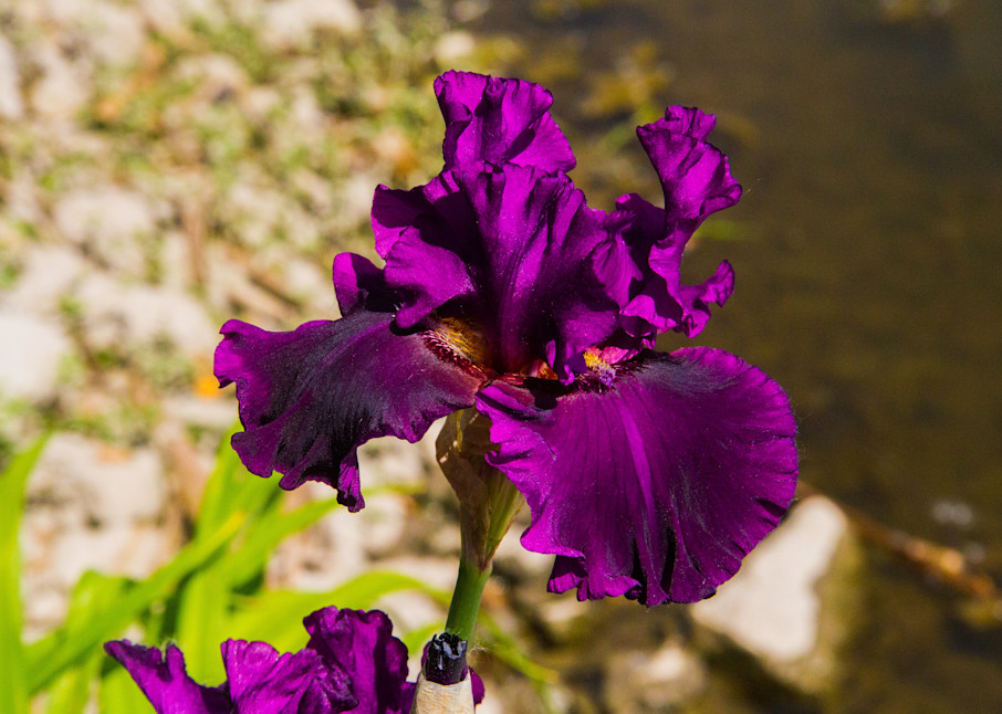 Purple Serenade Iris Photography Art | Lake LIfe Images