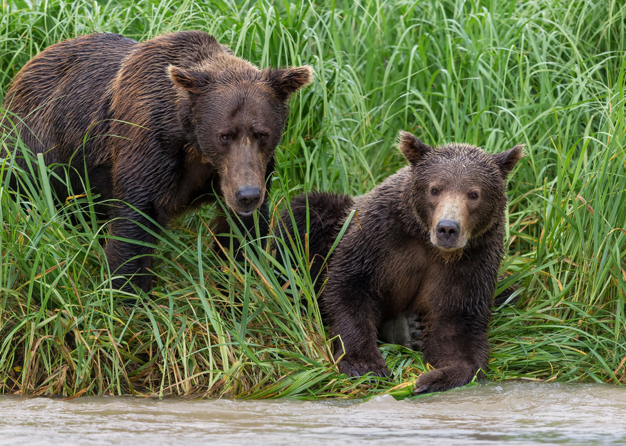 Coastal Brown Bears Looking For Fish Together B8 R2120 Geographic Harbour Katmai Np Alaska Photography Art | Clemens Vanderwerf Photography