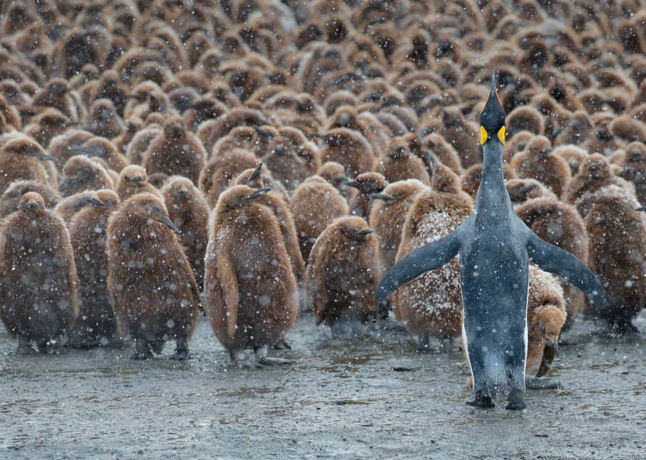 King Penguin And Oakum Boys Ii B8 R4375 Gold Harbour South Georgia Islands Southern Ocean Photography Art | Clemens Vanderwerf Photography