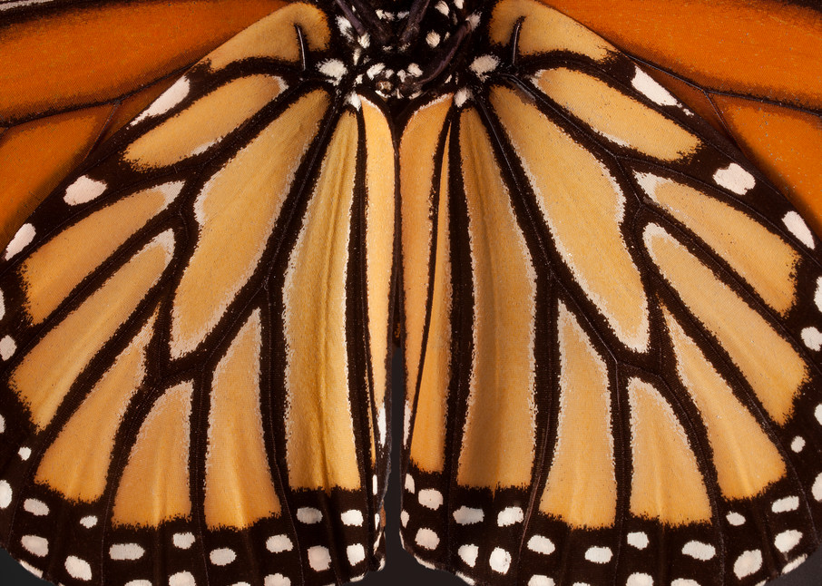 Monarch Butterfly, Houston, Texas Photography Art | Rick Gardner Photography