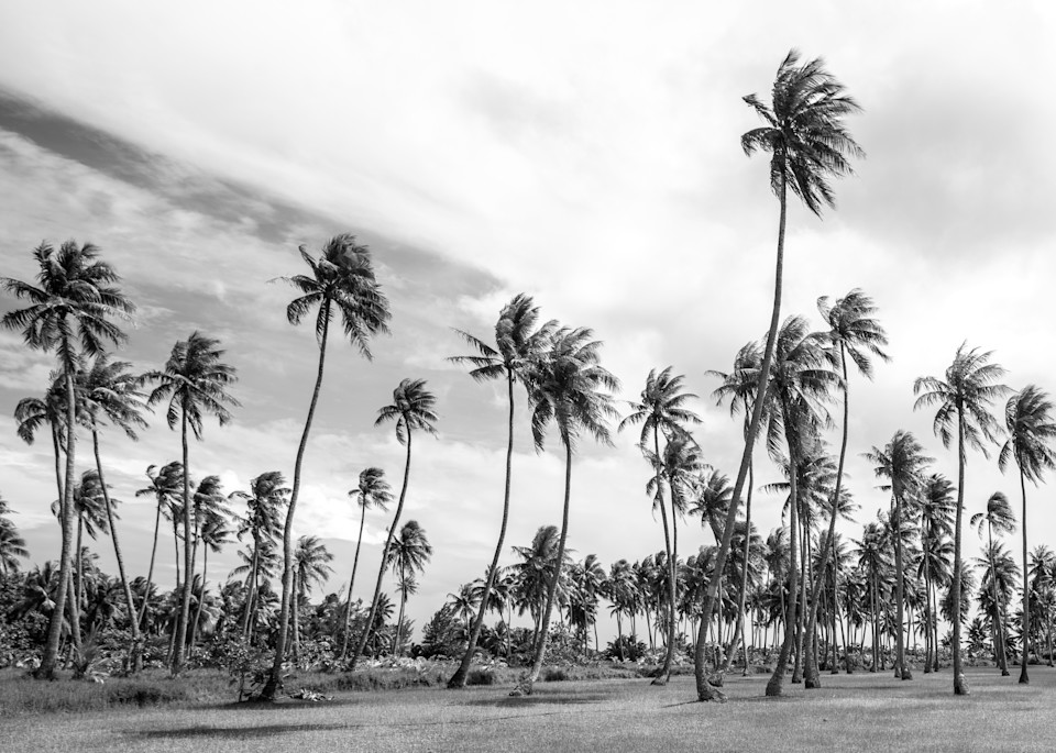 Palms In Paradise ( Black & White )  Photography Art | Visual Arts & Media Group Corporation 