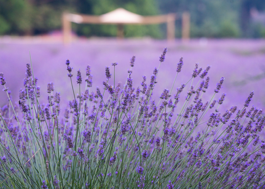 Lavender With Tent Photography Art | nancyney
