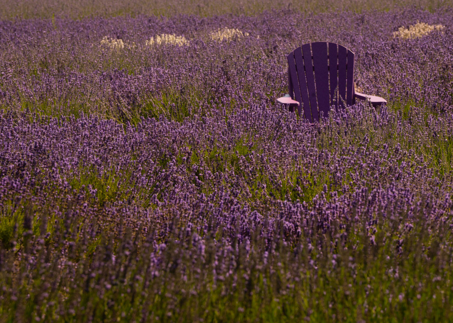 Lavender Buried Chair Photography Art | nancyney
