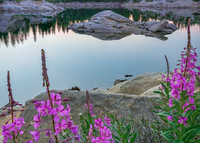 fireweed wildflowers at lake mary