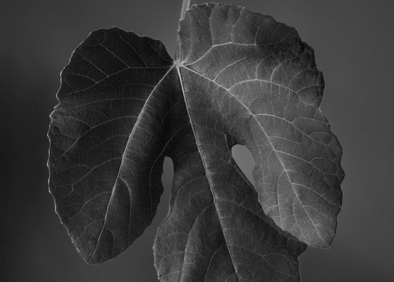 Unemployed Fig Leaf Looking For Private Parts Photography Art | Rick Gardner Photography