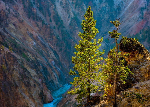 Pine Trees, and The Yellowstone River, Yellowstone National Park