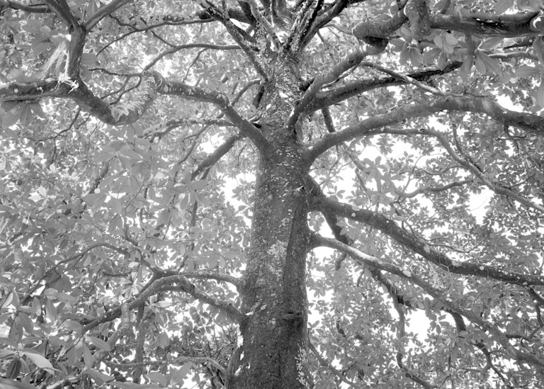 Magnolia Tree, Ossabaw Island, Georgia Photography Art | Rick Gardner Photography