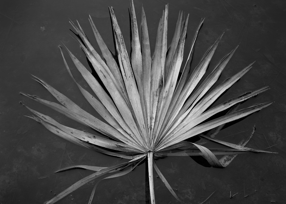 Floating Palmetto Leaf, Ossabaw Island, Georgia Photography Art | Rick Gardner Photography