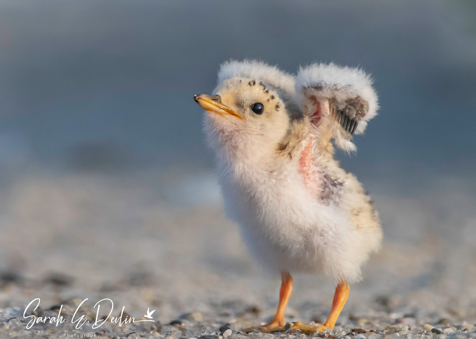 Least Tern Chick Stretching Wings Signed Art | Sarah E. Devlin Photography