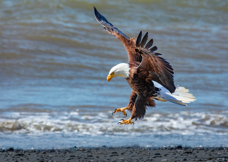 Cleared To Land    Bald Eagle 0810 F Photography Art | Koral Martin Fine Art Photography