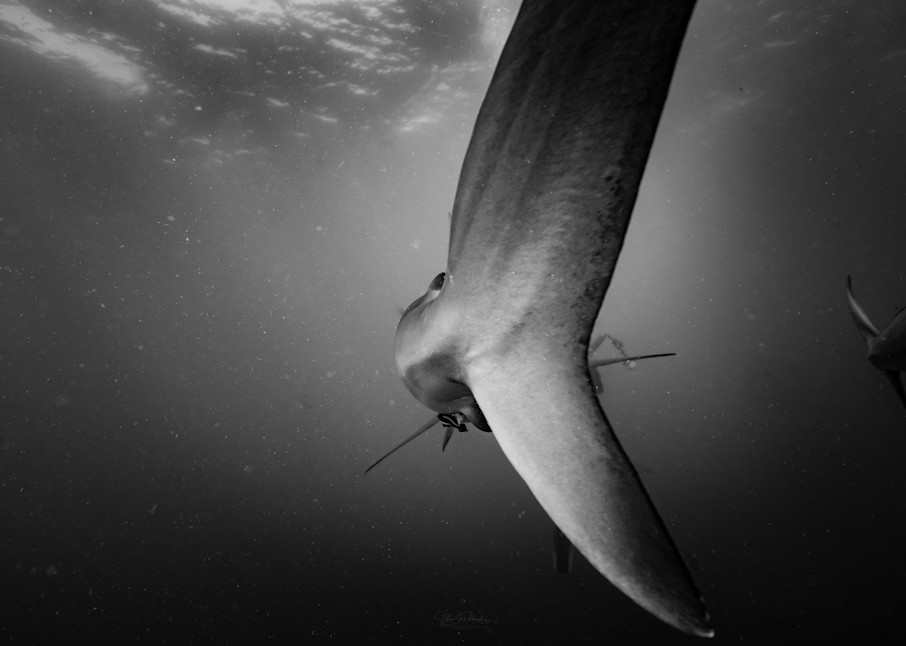 Shark's Tail Photography Art | Vitamin Sea Photography