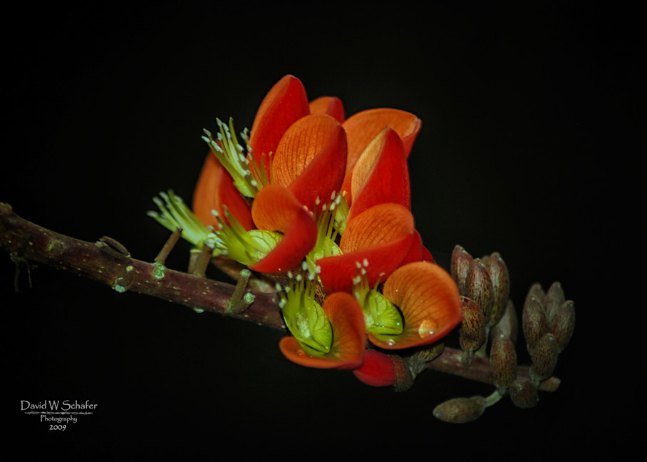 Orchid Buds Photography Art | David W Schafer