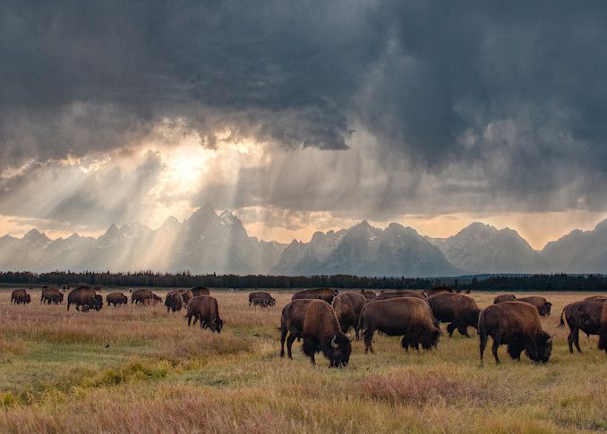 Herd of bison with a sunset storm over the Grand Tetons