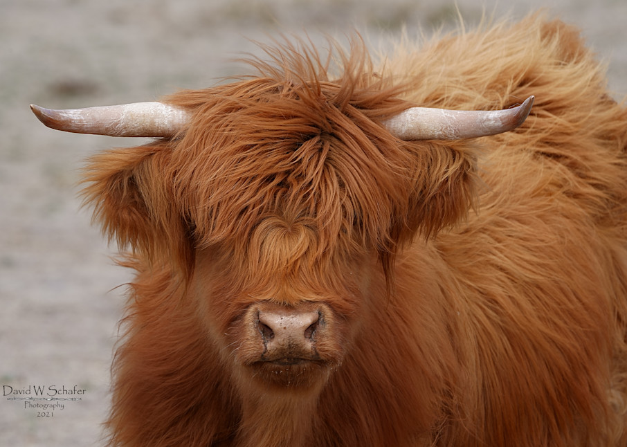 Fluffy Red Scottish Highland Cow Photography Art | David W Schafer