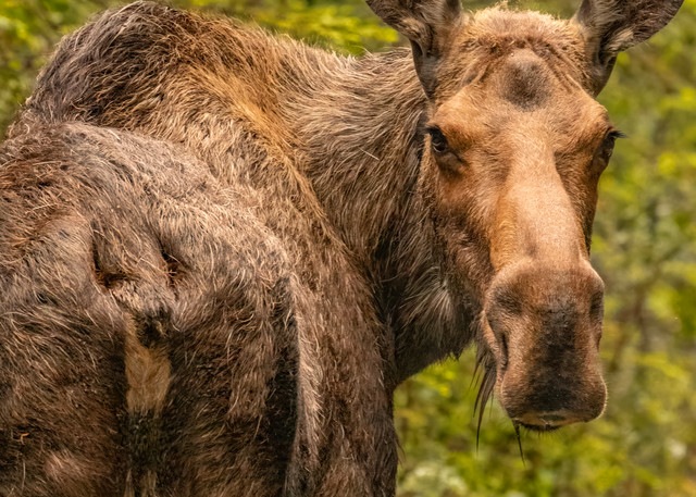 You Lookin' At Me??  Moose Cow    5902f Photography Art | Koral Martin Fine Art Photography
