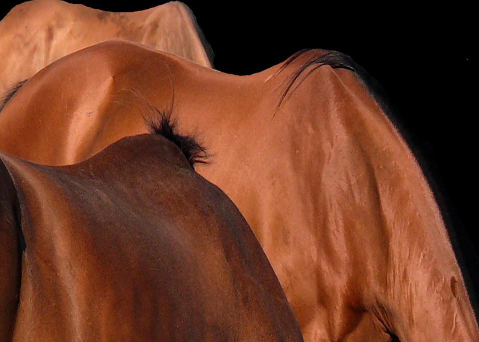 Horse Study Iii Photography Art | Matruka Sherman Photography