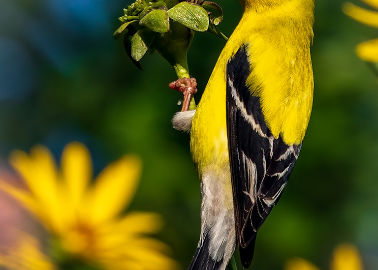 American  Goldfinch 4