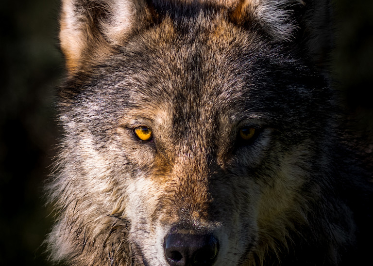 Wolf I   "Spirit" Photography Art | Michael Schober Photography